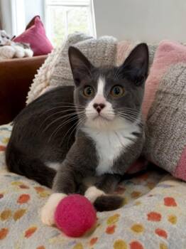 Vivi -  Domestic Short Hair Cat for Adoption in Houston, Texas - Vivi | PetCurious