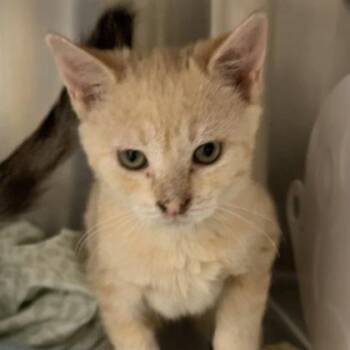Portobello -  Domestic Short Hair Cat for Adoption in Lansing, Michigan - Portobello | PetCurious