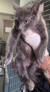 GRACE -  Domestic Long Hair Cat for Adoption in Pensacola, Florida - GRACE | PetCurious