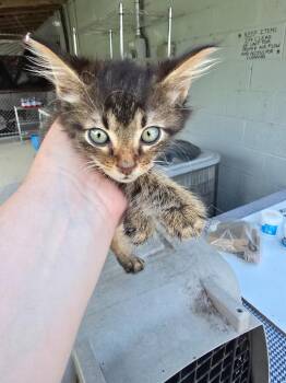 Kitten 1 (Sims) -  Domestic Short Hair Cat for Adoption in Camden, Tennessee - Kitten 1 (Sims) | PetCurious