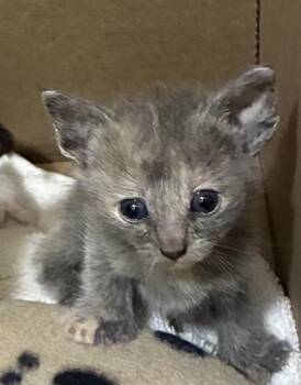 MICHAELA -  Domestic Short Hair Cat for Adoption in Riverside, California - MICHAELA | PetCurious