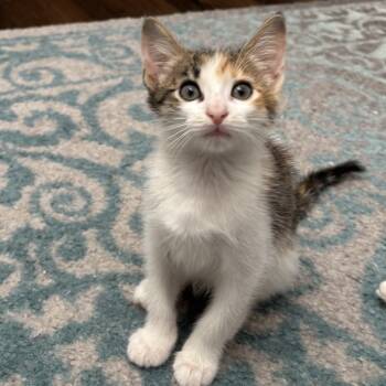 Rescue Domestic Short Hair Cats for Adoption in Port Richey, Florida - Whispa | PetCurious