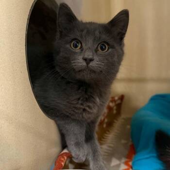Oogie Boogie -  Domestic Short Hair Cat for Adoption in Penn Yan, New York - Oogie Boogie | PetCurious