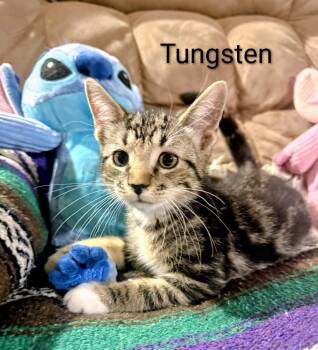 Domestic Short Hair Cats Available for Adoption in Binghamton, New York - Tungsten | PetCurious