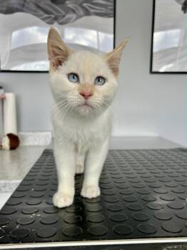 Rescue Siamese Cats for Adoption in Blaine, Minnesota - Pig Pen | PetCurious