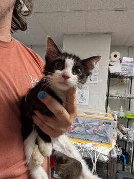 Anya Taylor Joy -  Domestic Short Hair Cat for Adoption in Cincinnati, Ohio - Anya Taylor Joy | PetCurious