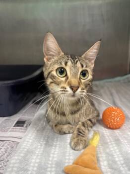Alex -  Domestic Short Hair Cat Available for Adoption in Belton, Texas - Alex | PetCurious