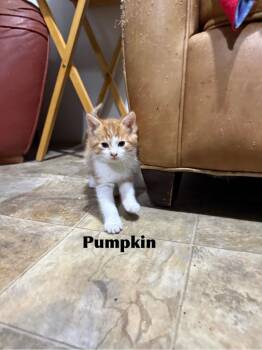 Pumpkin -  Domestic Medium Hair Cat for Adoption in Libertyville, Illinois - Pumpkin | PetCurious