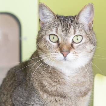 Domestic Short Hair Cats Available for Adoption in Pontiac, Michigan - Vera | PetCurious