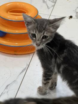 Dusty 5.1.26 (prespay) -  Domestic Short Hair Cat for Adoption in Apopka, Florida - Dusty 5.1.26 (prespay) | PetCurious