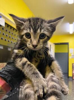 Pig -  Domestic Short Hair Cat for Adoption in Jackson, Tennessee - Pig | PetCurious