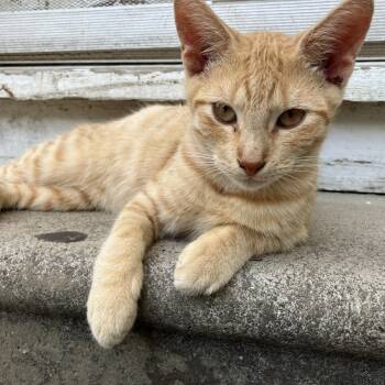 Rescue Domestic Short Hair Cats for Adoption in Livingston, Texas - Spunky | PetCurious