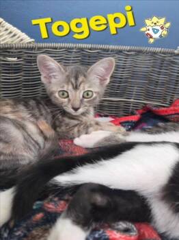 TOGEPI* -  Domestic Short Hair Cat for Adoption in Santa Cruz, California - TOGEPI* | PetCurious