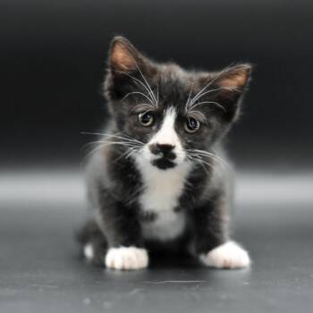 Topaz -  Domestic Short Hair Cat for Adoption in Chicago, Illinois - Topaz | PetCurious