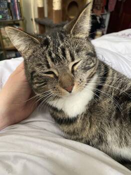 Domestic Short Hair Cats Available for Adoption - Lucy K. | PetCurious