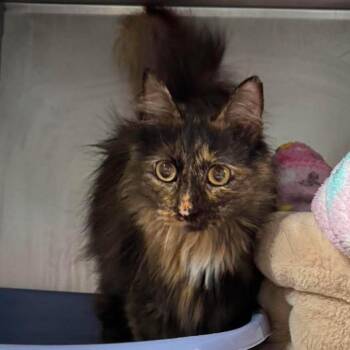 Paulene -  Domestic Medium Hair Cat for Adoption in Edwardsville, Illinois - Paulene | PetCurious