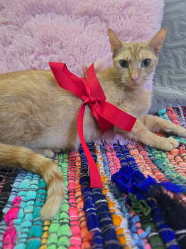 Rescue Domestic Short Hair Cats for Adoption in Holbrook, New York - FISH | PetCurious