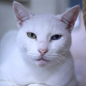 Rescue Domestic Short Hair Cats for Adoption in Portland, Oregon - Emmy | PetCurious