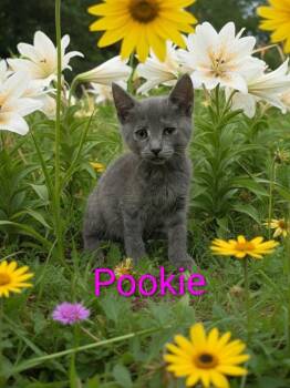 Pookie -  Domestic Short Hair Cat for Adoption in Jim Thorpe, Pennsylvania - Pookie | PetCurious