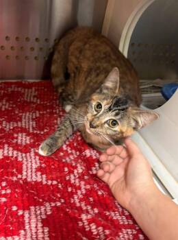 Rescue Domestic Short Hair Cats for Adoption in Laurinburg, North Carolina - Boo (25-C0275) | PetCurious