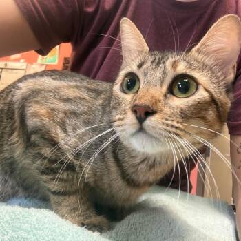 Duchess - Butler campus! -  Domestic Short Hair Cat for Adoption in Flagstaff, Arizona - Duchess - Butler Campus! | PetCurious