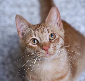 Saturn -  Tabby and Domestic Short Hair Cat for Adoption in Chattanooga, Tennessee - Saturn | PetCurious