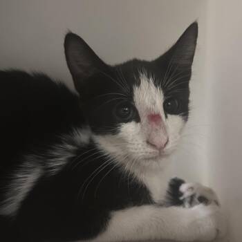 Oreo -  Domestic Short Hair Cat for Adoption in Yuma, Arizona - Oreo | PetCurious