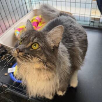 Rigsby -  Domestic Long Hair Cat for Adoption in Pittsburgh, Pennsylvania - Rigsby | PetCurious