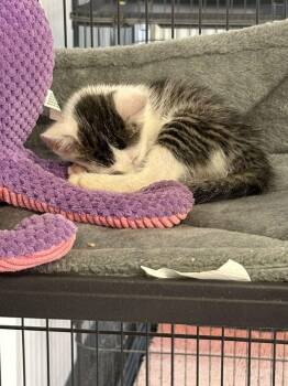 ACORN -  Domestic Short Hair Cat for Adoption in Athens, Alabama - ACORN | PetCurious