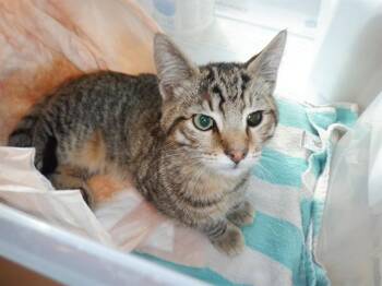 Domestic Short Hair Cats Available for Adoption - BISCUIT | PetCurious