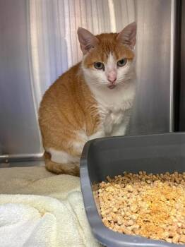 Tasha -  Domestic Short Hair Cat for Adoption in Burgaw, North Carolina - Tasha | PetCurious