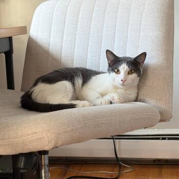 Aubrey Plaza -  Domestic Short Hair Cat for Adoption in Evanston, Illinois - Aubrey Plaza | PetCurious