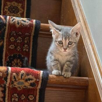 Dumpling -  Domestic Short Hair Cat for Adoption in Philadelphia, Pennsylvania - Dumpling | PetCurious