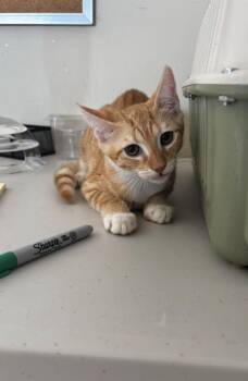 Pie -  American Shorthair Cat for Adoption in New Bedford, Massachusetts - Pie | PetCurious