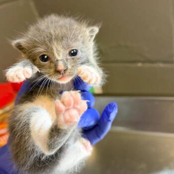 TUSC-Stray-85488_2_3 -  Domestic Short Hair Cat for Adoption in Tuscaloosa, Alabama - TUSC-Stray-85488_2_3 | PetCurious