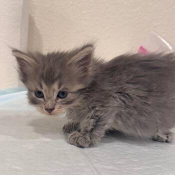 Briar -  Domestic Medium Hair Cat for Adoption in San Antonio, Texas - Briar | PetCurious