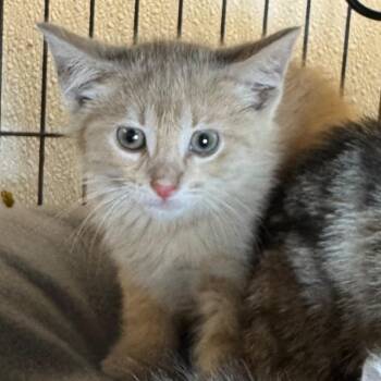 Storm -  Domestic Short Hair Cat for Adoption in Saginaw, Michigan - Storm | PetCurious