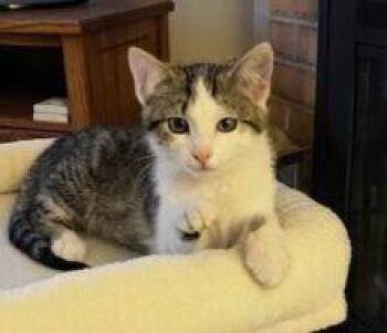 Buddy FKA Arthur -  Domestic Short Hair Cat for Adoption in West Chester, Pennsylvania - Buddy FKA Arthur | PetCurious