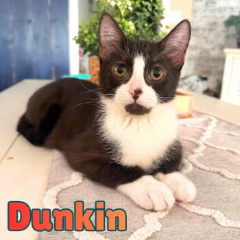 Dunkin --Chocolate Tuxedo-- -  Domestic Short Hair Cat for Adoption in Riverview, Florida - Dunkin --Chocolate Tuxedo-- | PetCurious