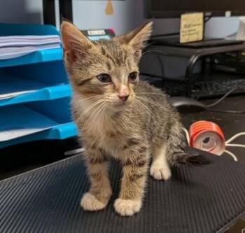 Cookie Crisp -  Domestic Short Hair Cat for Adoption in Chamblee, Georgia - Cookie Crisp | PetCurious