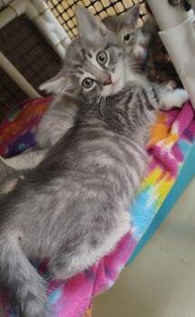 Kitten 27879 (Sven) -  Tabby Cat for Adoption in Parlier, California - Kitten 27879 (Sven) | PetCurious