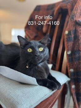 Joe Jonas -  Domestic Medium Hair Cat Available for Adoption in Santa Cruz, California - Joe Jonas | PetCurious