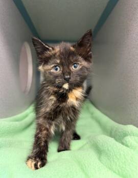 Princess Von Pounce -  Domestic Short Hair Cat for Adoption in Liverpool, New York - Princess Von Pounce | PetCurious