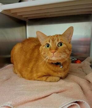 BUTTERS -  Domestic Short Hair Cat Available for Adoption in St. Peters, Missouri - BUTTERS | PetCurious