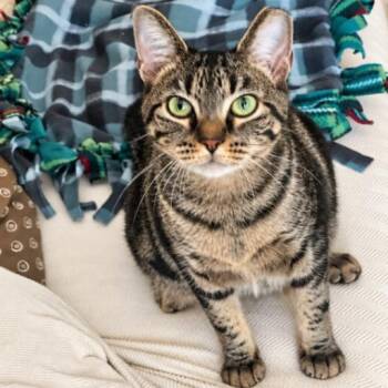 Honey Sweet Purrfectly Sweet -  Tabby and Domestic Short Hair Cat for Adoption in Friendswood, Texas - Honey Sweet Purrfectly Sweet | PetCurious
