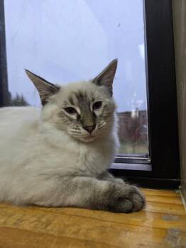 Rescue Domestic Long Hair Cats for Adoption in Tuttle, Oklahoma - Beatrix | PetCurious