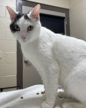Domestic Short Hair Cats Available for Adoption in Westland, Michigan - Bizzy | PetCurious