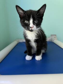 Tahoma -  Domestic Short Hair Cat for Adoption in Emerald Isle, North Carolina - Tahoma | PetCurious
