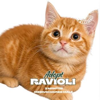Ravioli -  Domestic Short Hair Cat Available for Adoption in Wilmington, North Carolina - Ravioli | PetCurious