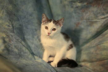 Cats for Adoption - Riggs (FeLV+) | PetCurious